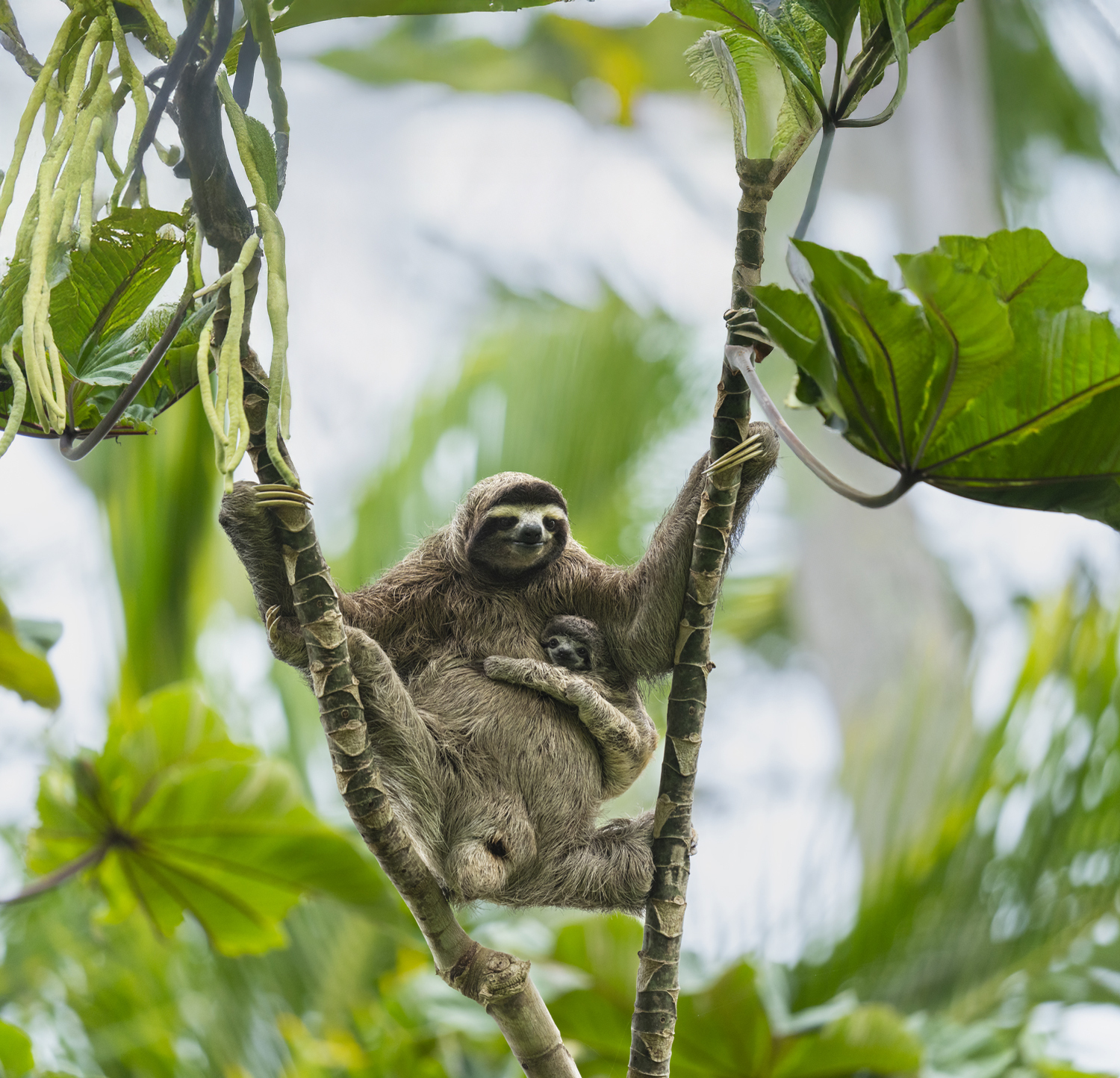 Wildlife photograph by Suzi Eszterhas