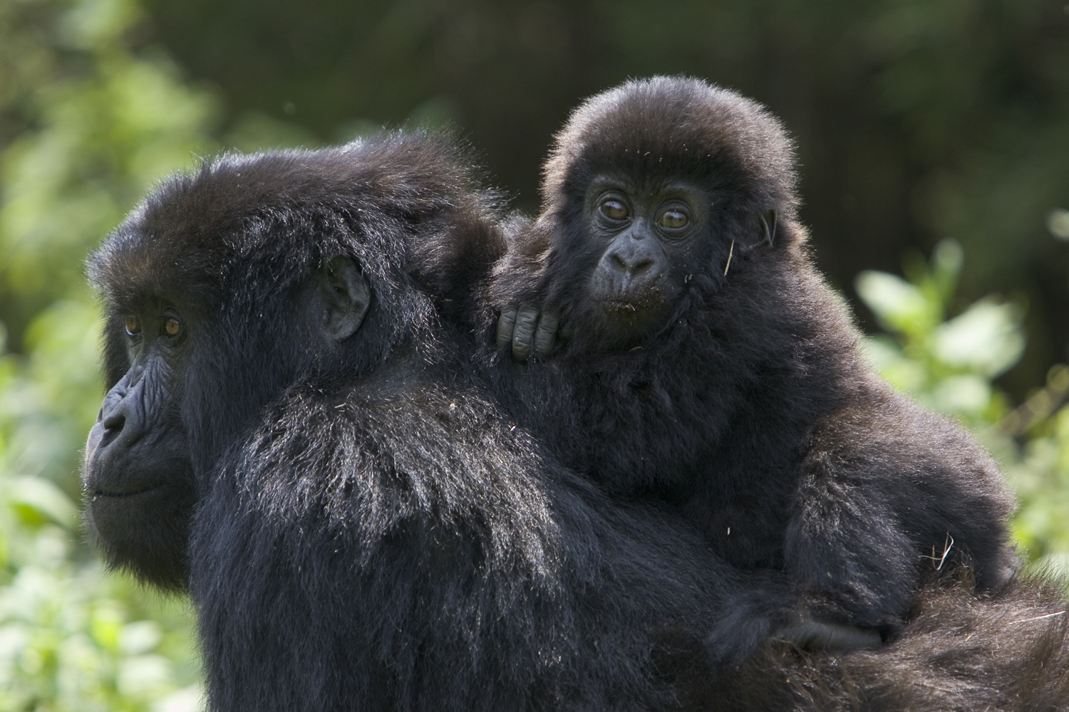 Mountain gorilla by Suzi Eszterhas